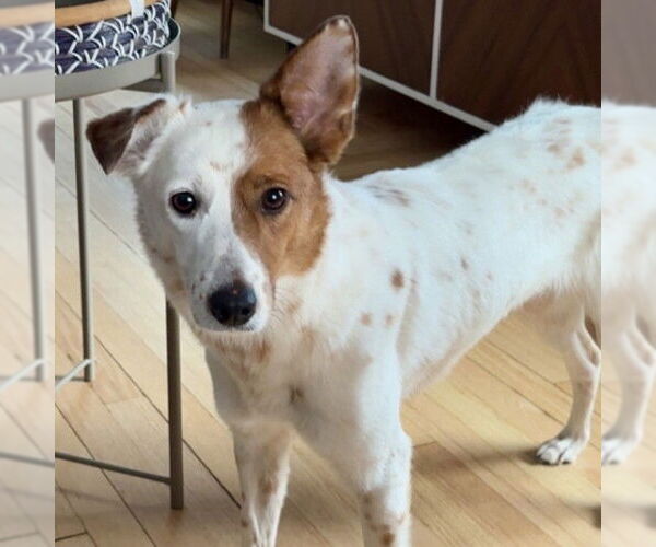 Medium Photo #3 Red Heeler-Unknown Mix Puppy For Sale in Fargo, ND, USA