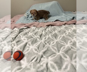 Yorkshire Terrier Puppy for sale in BENSON, NC, USA