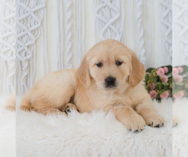 Medium Photo #6 Golden Retriever Puppy For Sale in NEWPORT, PA, USA