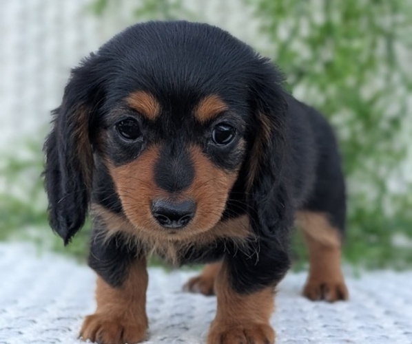 Medium Photo #6 Dachshund Puppy For Sale in GOSHEN, IN, USA
