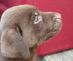 Small #3 Labrador Retriever