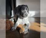 Small #1 Bluetick Coonhound Mix