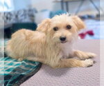 Small Photo #8 Poodle (Miniature)-Unknown Mix Puppy For Sale in Chino Hills, CA, USA