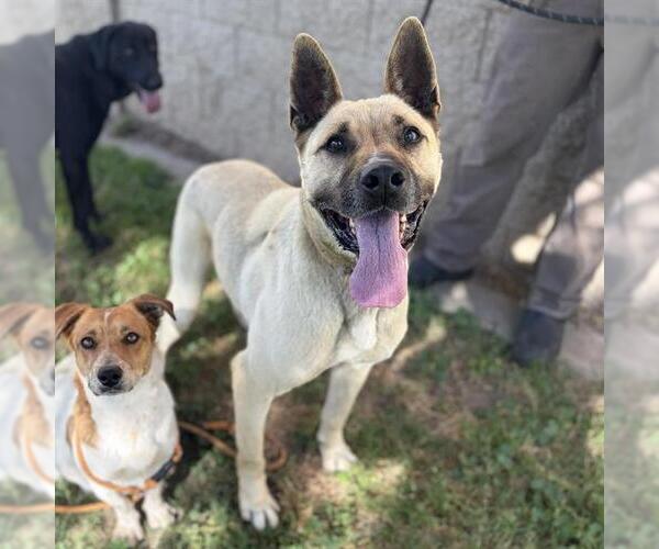 Medium Photo #1 German Shepherd Dog-Unknown Mix Puppy For Sale in Modesto, CA, USA