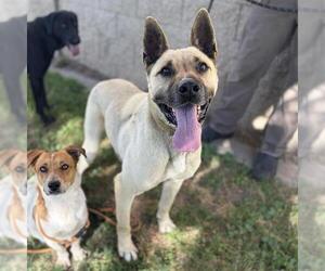 German Shepherd Dog-Unknown Mix Dogs for adoption in Modesto, CA, USA