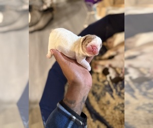 English Bulldog Puppy for Sale in PARAMOUNT, California USA