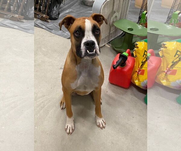 Medium Photo #17 Boxer Puppy For Sale in Burnsville, MN, USA