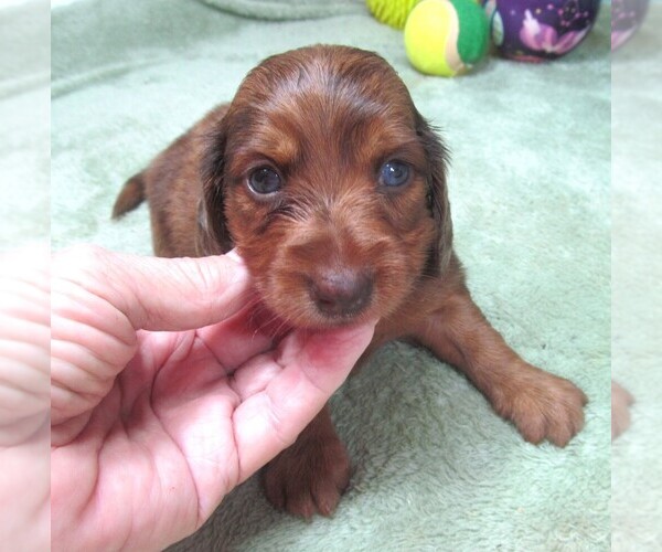 Medium Photo #5 Dachshund Puppy For Sale in RATTAN, OK, USA