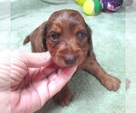 Small #4 Dachshund