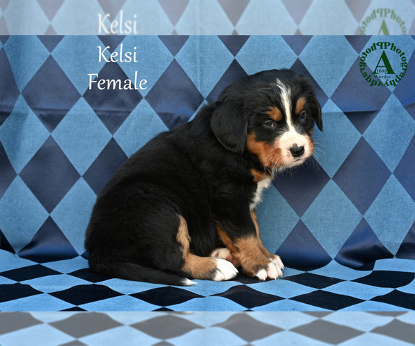 Medium Photo #6 Bernese Mountain Dog Puppy For Sale in HARRISONBURG, VA, USA