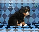 Small Photo #67 Bernese Mountain Dog Puppy For Sale in HARRISONBURG, VA, USA