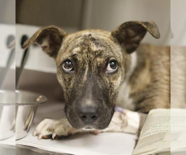 Medium Photo #1 Boxer-Unknown Mix Puppy For Sale in San Antonio, TX, USA