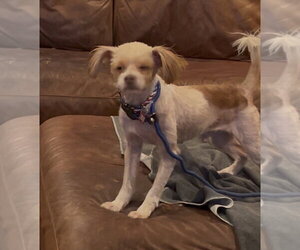 Maltese-Unknown Mix Dogs for adoption in San Diego , CA, USA