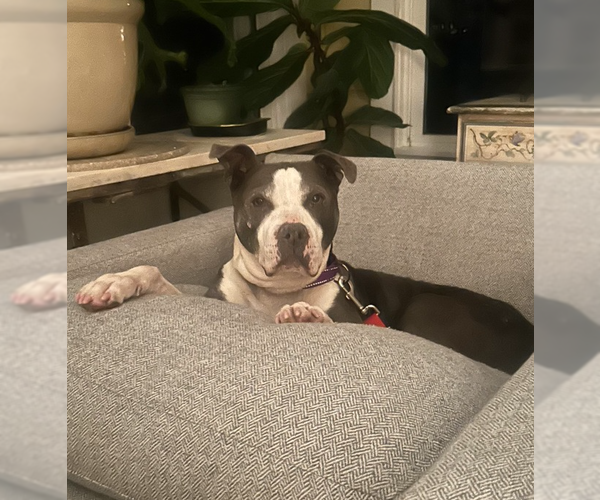 Medium Photo #12 American Pit Bull Terrier-American Staffordshire Terrier Mix Puppy For Sale in Brewster, NY, USA