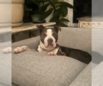 Small #11 American Pit Bull Terrier-American Staffordshire Terrier Mix