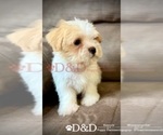 Small Photo #8 Shorkie Tzu Puppy For Sale in RIPLEY, MS, USA