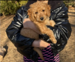 Puppy Maple Goldendoodle (Miniature)