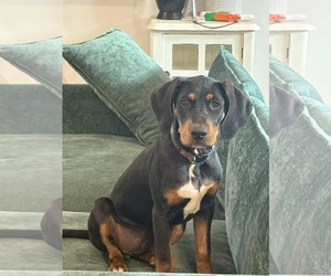 Mutt Dogs for adoption in Mount Pleasant, SC, USA