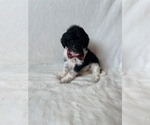 Small Photo #7 Goldendoodle Puppy For Sale in CHESNEE, SC, USA