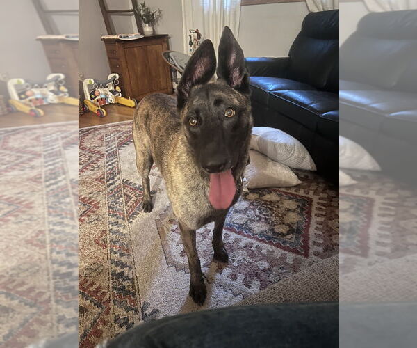 Medium Photo #4 - Mix Puppy For Sale in Imlay City, MI, USA