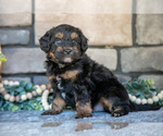 Puppy Chico Poovanese