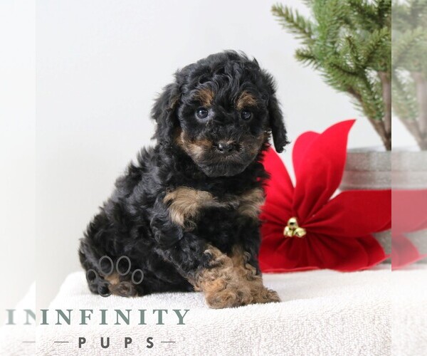 Medium Photo #1 Poodle (Miniature) Puppy For Sale in GORDONVILLE, PA, USA