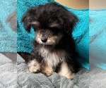 Small Photo #21 Yo-Chon Puppy For Sale in HAMPTON, VA, USA