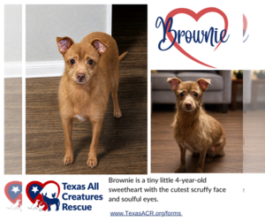 Toxirn Dogs for adoption in Lillian, TX, USA