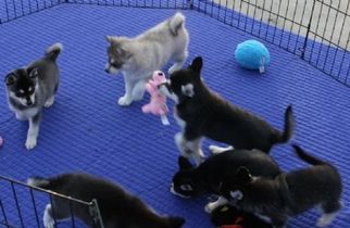 Siberian Husky Dogs for adoption in LONG BEACH, CA, USA