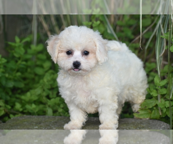 Medium Photo #4 Bichpoo Puppy For Sale in ELDORADO, OH, USA