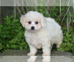 Small #3 Bichpoo