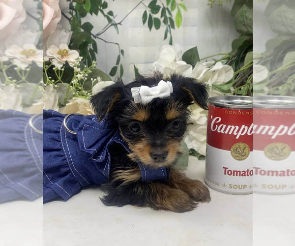 Medium Photo #22 Shorkie Tzu Puppy For Sale in SELLERSBURG, IN, USA