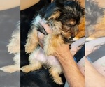 Small Photo #21 Yorkshire Terrier Puppy For Sale in HUDDLESTON, VA, USA