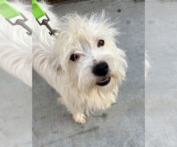 Medium Photo #1 Mutt Puppy For Sale in San Diego, CA, USA