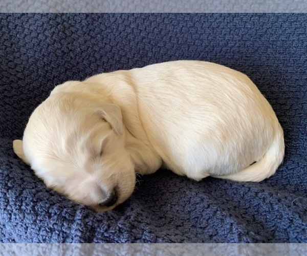 Medium Photo #5 Goldendoodle Puppy For Sale in CONROE, TX, USA
