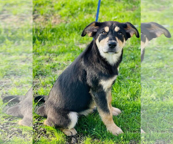 Medium Photo #2 Labrador Retriever-Unknown Mix Puppy For Sale in Ball Ground, GA, USA