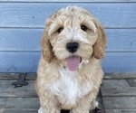 Small Photo #13 Australian Labradoodle Puppy For Sale in RICHLAND, WA, USA