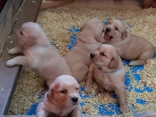 Golden Retriever Puppy for sale in ALBANY, OR, USA