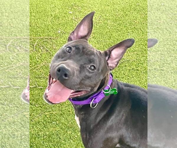 Medium Photo #27 Mutt Puppy For Sale in Pompano Beach , FL, USA