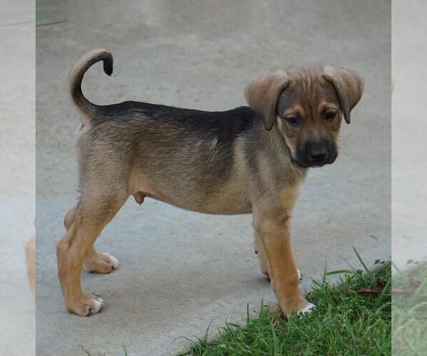 Medium Photo #3 Unknown-Whippet Mix Puppy For Sale in San Diego, CA, USA