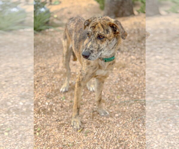 Medium Photo #5 Catahoula Leopard Dog-Unknown Mix Puppy For Sale in PIPE CREEK, TX, USA