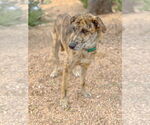 Small #4 Catahoula Leopard Dog Mix