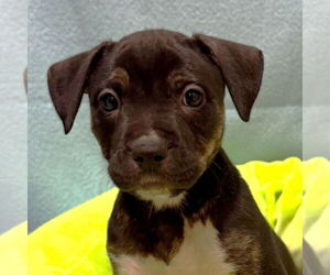 Mutt Dogs for adoption in Jefferson, WI, USA