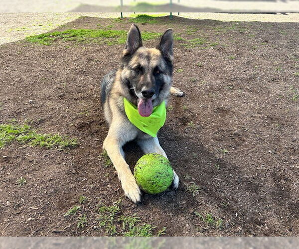 Medium Photo #2 German Shepherd Dog Puppy For Sale in Orange, CA, USA