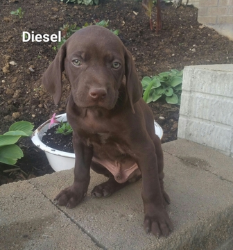 Medium Photo #1 German Shorthaired Pointer Puppy For Sale in SUGARCREEK, OH, USA