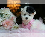 Small #15 Maltese