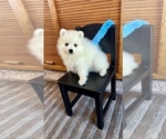 Small Photo #2 Japanese Spitz Puppy For Sale in BENICIA, CA, USA