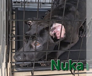 Nuka - Male American Pit Bull Terrier-German Shepherd Dog Mix Dog for Adoption - Photo #10