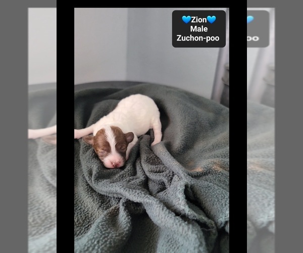 Medium Photo #2 Poodle (Toy)-Zuchon Mix Puppy For Sale in TUCSON, AZ, USA