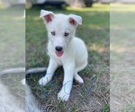 Small #21 Siberian Husky